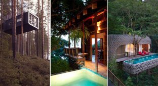 10 экзотических отелей на деревьях (11 фото)