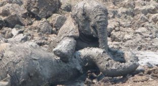 Слон застрял в грязи (12 фото)