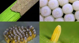 Крупным планом: Яйца насекомых (18 фото)