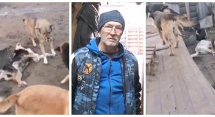В Воронеже неизвестные пробрались в приют для собак и жестоко убили часть постояльцев (2 фото + 2 видео)