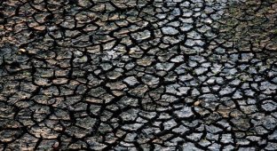Беспрецедентная засуха в Палм-Бич (18 фото)