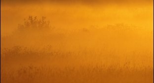 Небольшая серия картинок про золотой туман