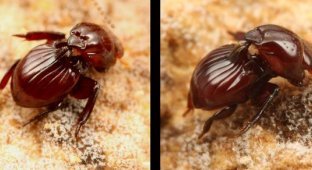 Eocorythoderus incredibilis - жук, который разленился ходить и теперь его носят термиты (3 фото)