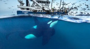 Профессор-биолог делает невероятные снимки гренландских китов (28 фото)