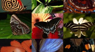 Узоры природы: Бабочки (10 фото)