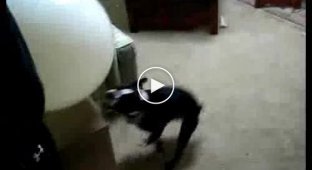 Собака с помощью шарика разносит квартиру