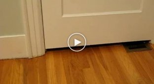 Котенок проходящий сквозь двери