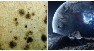Чернобыльские грибы могут помочь астронавтам освоить космос (3 фото)