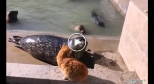Рыжий кот объяснил тюленю, как с ним надо разговаривать