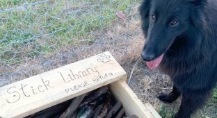 Новозеландец создал в парке собачью библиотеку (5 фото + 1 видео)