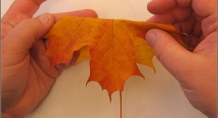 Осенняя икебана (15 фото)