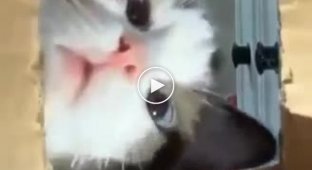 Кошка пыталась украсть видеокамеру и попалась с поличным