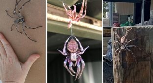 Отважный австралиец позволил пауку-гиганту целый год расти в своем доме (27 фото + 2 видео)