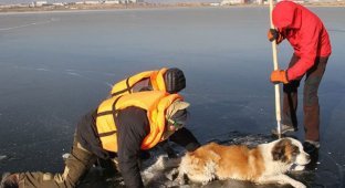В Забайкалье спасатели случайно обнаружили пса, который попал в беду (3 фото + видео)