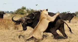 Дикая Африка – остров, где львы охотятся только днем (23 фото)