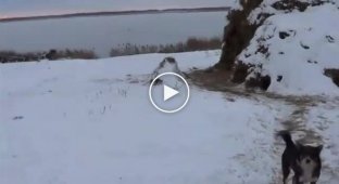 В Кургане утки вмерзли в лед