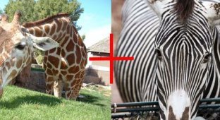 Что будет если жирафа скрестить с зеброй? (3 фото)