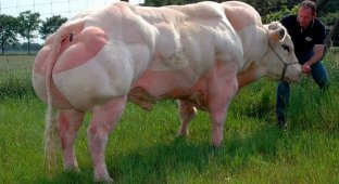 Эти бельгийские коровы впечатляют своими размерами. Тяжело поверить своим глазам!