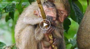 Взрослая обезьяна прикрыла от дождя осиротевшего детёныша