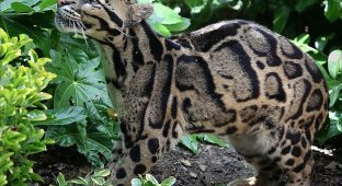 Дымчатый леопард (13 фото)