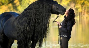 Фредерик Великий — самый красивый конь в мире, чья роскошная грива сводит людей с ума (7 фото)