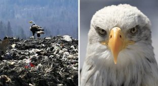 Белоголовые орланы переносят мусор со свалки в город, и люди не знают, что с этим делать (6 фото)