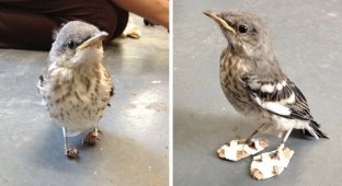 Ветеринары спасли пересмешника, обув его в лапти (3 фото)