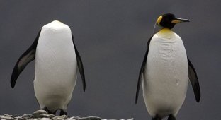 Безглавый пингвин! Жесть (2 фото)