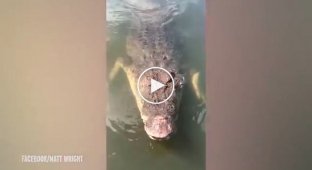 Крокодил едва не напал на оператора