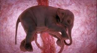 Фотографии животных в утробе матери (13 фото)