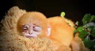 Осиротевшая маленькая обезьянка, обрела плюшевую маму (8 фото)