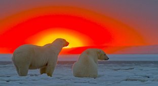 Белые медведи и великолепный закат на Аляске (10 фото)