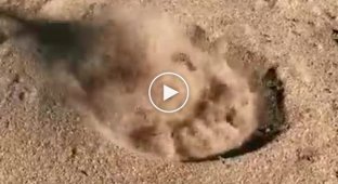 Аномальная жара. Что произойдет с песком в пустыне, если на него налить воду