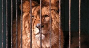 Пьяный россиянин проник в зоопарк, чтобы “поговорить” со львом