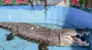 Посетители зоопарка ранили крокодила, чтобы убедиться в том, что он настоящий (5 фото)