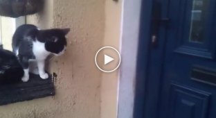 Кот наловчился открывать двери