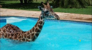 Жираф в бассейне (6 фото)