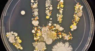 Бактерии с кожи наших рук (3 фото)