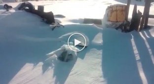 Собаку в будке засыпало снегом