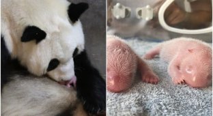 Милота дня: в Китае панда родила близнецов (5 фото + 1 видео)