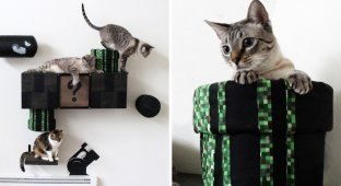Превращение гостиной в кошачий мир Марио (10 фото)