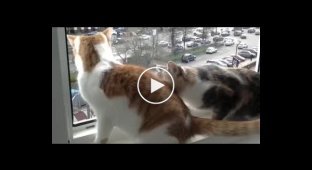Кошка паникерша держит своего товарища