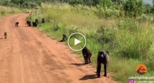 В ЮАР сняли на видео бабуина, укравшего детёныша у леопарда