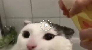 Два типа котов во время мытья