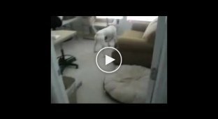 Реакция собаки на лазер