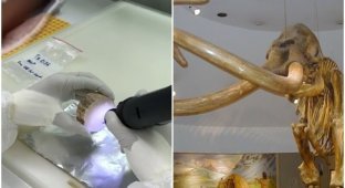 Ученые нашли древнейшую в мире ДНК мамонта, которому 1,65 миллиона лет (5 фото + 1 видео)
