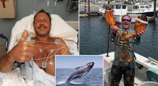 В США горбатый кит проглотил ныряльщика, а потом выплюнул его (5 фото)