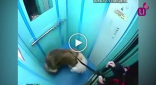Лифт чуть не задушил поводком собаку в Кемеровской области