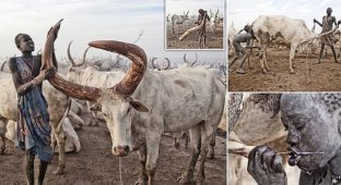 Племя в Южном Судане считает коров валютой (19 фото)