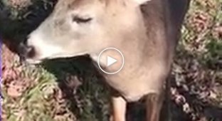 Охотник повстречал дружелюбного дикого оленя и снял это на видео